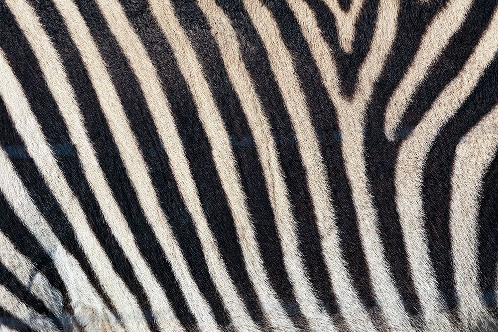 Burchells zebra pattern of black and white stripes, Kenya, Africa